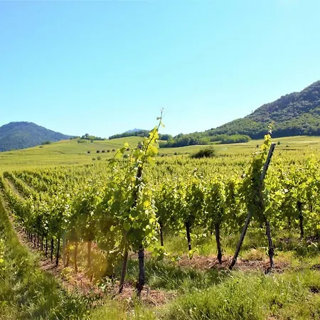 Appartement La Halte des Vignes - Route des vins d'Alsace à Scherwiller Extérieur photo