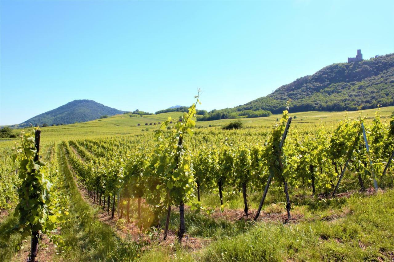 La Halte Des Vignes - Route Des Vins D'alsace Apartment Scherwiller